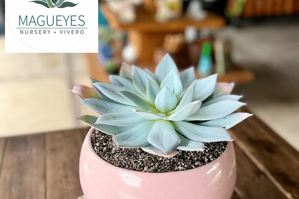 Magueyes Vivero