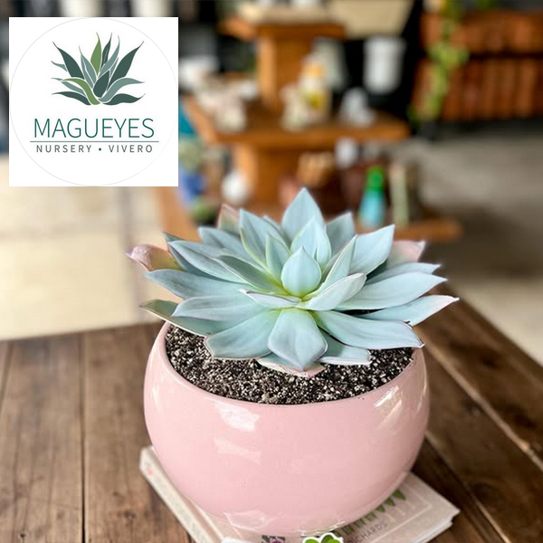 Magueyes Vivero